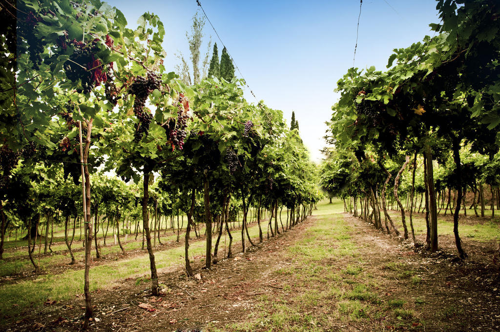 Corte Delle Cicale Bed & Breakfast Bardolino Luaran gambar